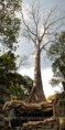 /album/earth/the-oldest-tree-jpg/